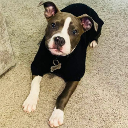 {petName}, a Dark-grey American Pit Bull Terrier Mix Dog